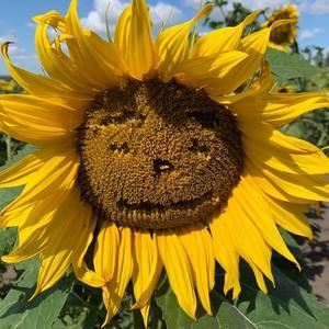 Meet your Posher, Jayne